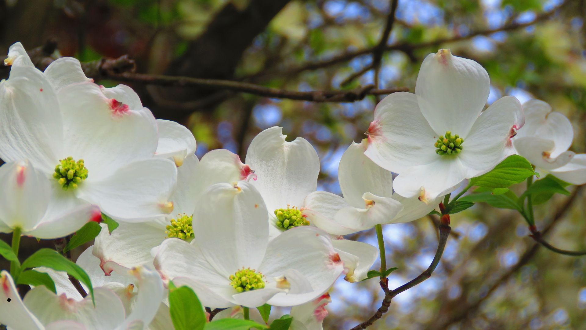 flowers of Cornus florida, flowering dogwood,